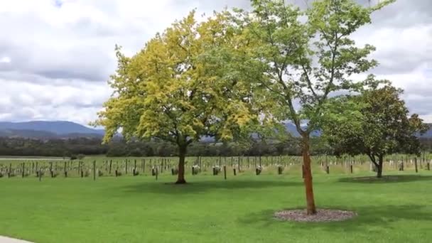 Зелені Трави Дерева Сонячний День Виноробному Винограднику Австралії — стокове відео