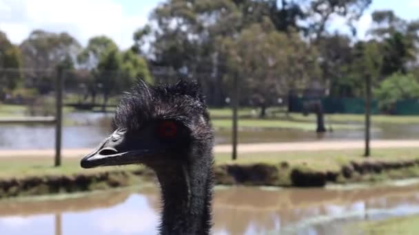 Emu Wajah Suaka Bahagia Senyum Burung Hitam Besar Satwa Liar — Stok Video