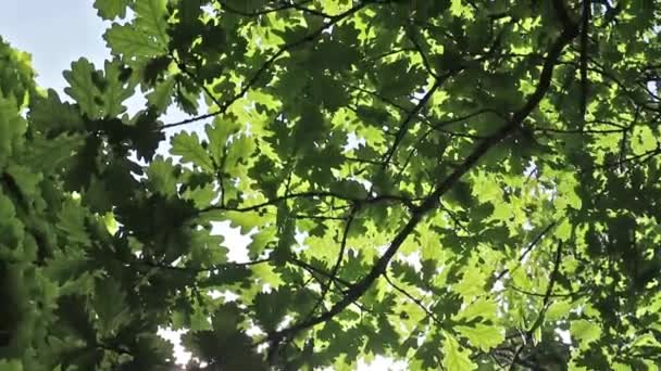 Slunečný Den Listí Podsvícený Větrný Vánek Jarní Čas Parku Austrálii — Stock video