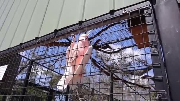Rosa Zanahoria Galah Lindo Australia Animales Vida Silvestre Alegre Santuario — Vídeos de Stock