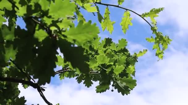 Napsütéses Nap Hátul Világít Szeles Tavaszi Nap Idő Egy Parkban — Stock videók