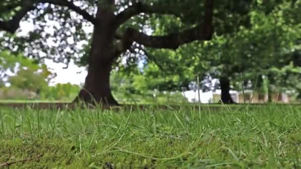 Rumput Dekat Ditembak Dengan Pohon Sebagai Lingkungan Alam Terbuka Berlatar — Stok Video