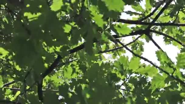 Ηλιόλουστη Μέρα Αφήνει Πίσω Φωτισμένο Θυελλώδες Αεράκι Ανοιξιάτικη Μέρα Ένα — Αρχείο Βίντεο