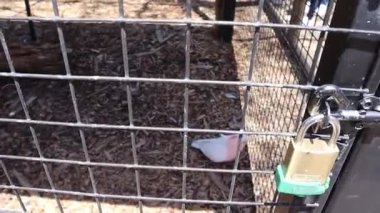 Pembe Papağan Koala Victoria Avustralya 'da bir koruma sığınağında uyuyor.
