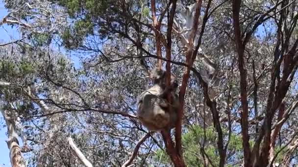 Koala Victoria Avustralya Bir Koruma Sığınağında Uyuyor — Stok video