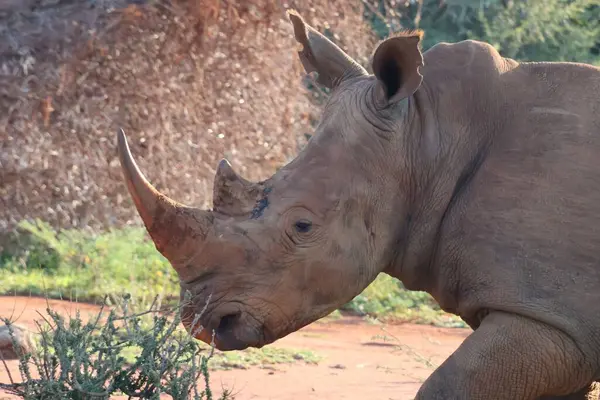 Güney Afrika 'daki bir oyun parkında bir gergedanın kafasını yakın çekim