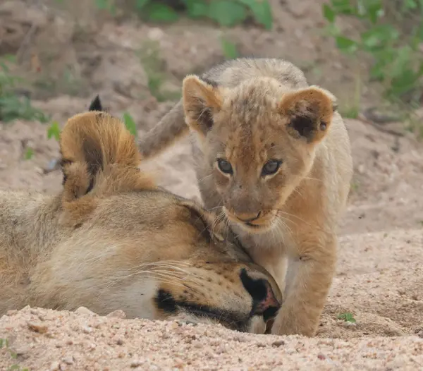 Uyuyan annesinin yanında altı haftalık aslan yavrusu. Yakın plan.