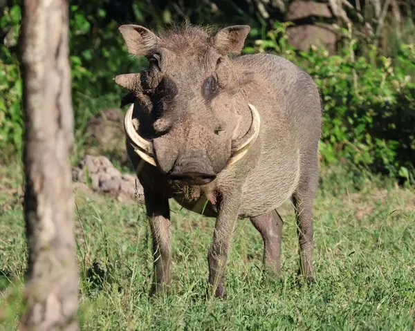 Yaban domuzu, Güney Afrika 'daki Sabi Kum Oyun Rezervi' nin çalılığına yakın çekim yapıyor.