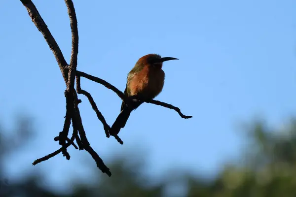 Güney Carmine Arı Yiyen Sabi Kum Oyun Rezervinde bir şubede, Güney Afrika