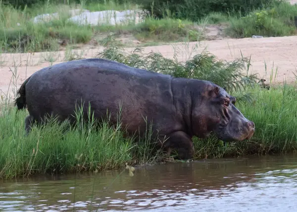 Yetişkin su aygırı Güney Afrika 'daki Sabi Kum Oyun Rezervi' nden Kum Nehri 'ne giriyor.