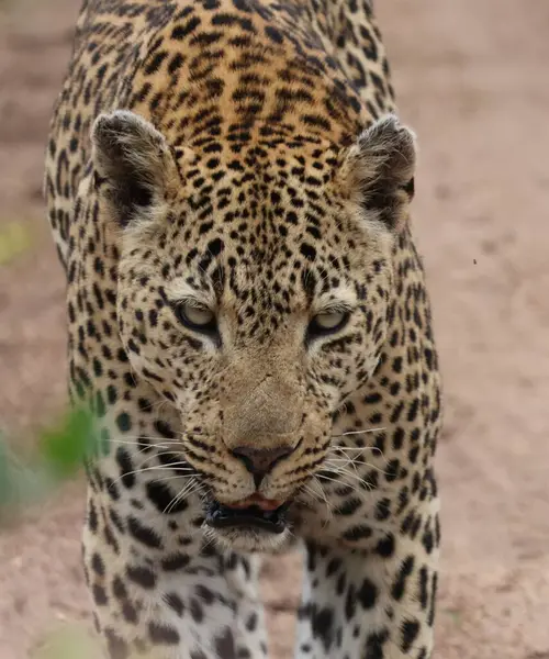 Güney Afrika 'da bir oyun parkında erkek leopar yolda.
