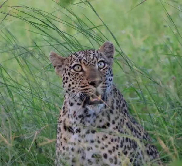 Çimlerde dişi leopar, kafasından vurulmuş.