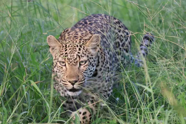Güney Afrika 'daki Sabi Kum Oyun Rezervi' nde sinsice dolaşan dişi leopar.