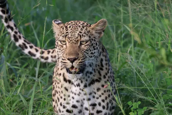 Güney Afrika 'daki Sabi Kum Oyun Rezervi' nde çimlerde dişi leopar.
