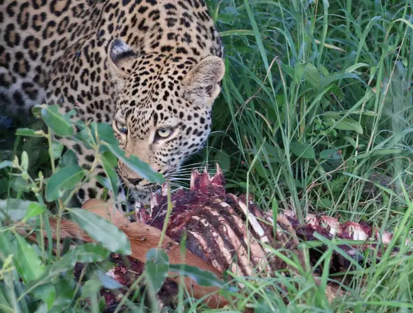 Güney Afrika 'daki Sabi Kum Oyun Rezervi' nde dişi leopar Impala avından zevk alıyor.