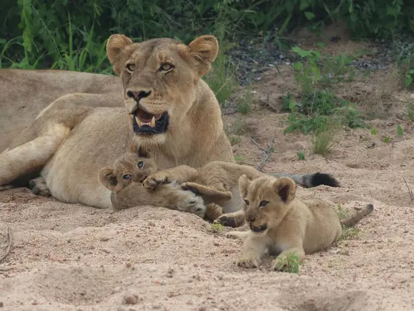 Dişi aslan, altı haftalık aslan yavrularından birini Güney Afrika 'da bir oyun alanında kucaklıyor.