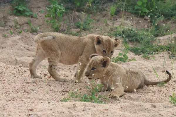 Güney Afrika 'da bir oyun parkında oynayan iki dişi aslan yavrusu.