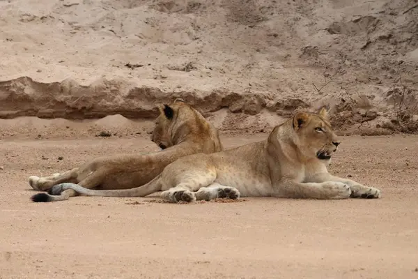 Güney Afrika 'daki Sabi Kum Oyun Rezervi' nde yatan iki beyaz dişi aslan.