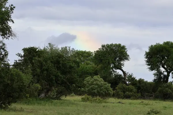 Güney Afrika çalılıklarında gökkuşağı