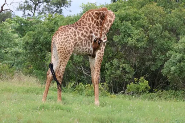 Zürafa vahşi doğada midesini inceliyor.