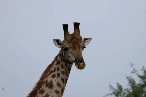 Vahşi doğada bir zürafaya yakın.