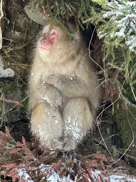 Japonya 'daki Jigokudani Maymun Parkı' nda kar maymunu.