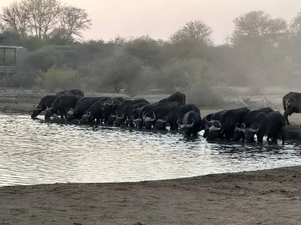 Bir bufalo sürüsü Güney Afrika 'daki bir oyun alanında su birikintisinden su içiyor.