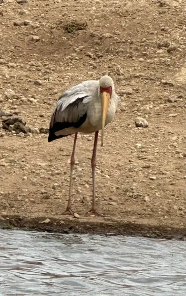 Sarı gagalı leylek insan yapımı gölün kenarında Güney Afrika 'da bir oyun parkında