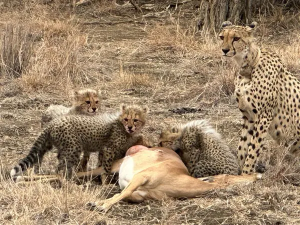 Çita yavruları ve anneleri Güney Afrika 'daki bir av bölgesinde bir impala avıyla besleniyorlar.