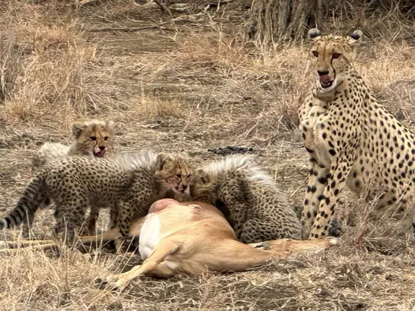 Genç çita yavruları ve anneleri bir impala avıyla besleniyor.