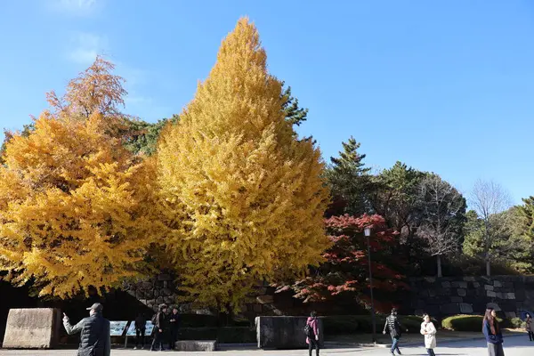 Tokyo 'daki İmparatorluk Sarayı Bahçelerinde sarı yapraklı ağaçlar