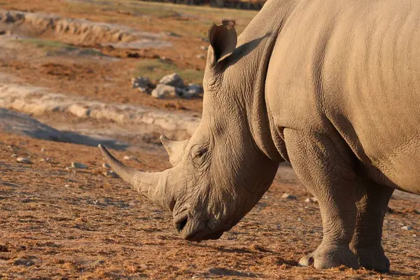 Bir gergedana yaklaş.