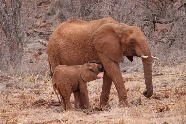 Fil yavrusu annesinden besleniyor.