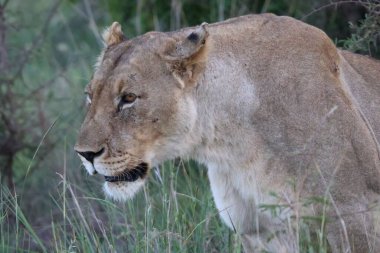 Vahşi doğada dişi bir aslanın başını ve omuzlarını kapatın.