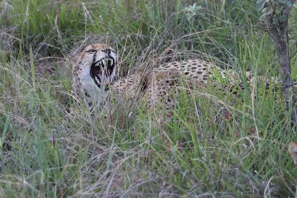 Güney Afrika çalılıklarında esneyen çita yavrusu.
