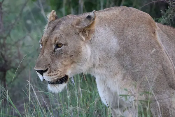 Vahşi doğada dişi bir aslanın başını ve omuzlarını kapatın.