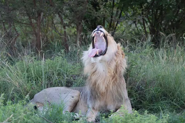Güney Afrika çalılıklarında esneyen genç beyaz aslan.