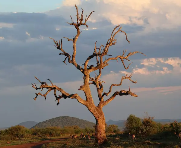 Mavi kış gökyüzüne karşı çıplak Afrika ağacı