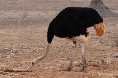 Güney Afrika 'daki çalılıklarda erkek devekuşu.