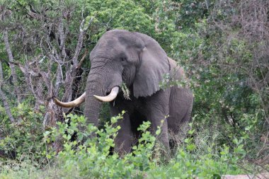 Kwa-Zulu Natal, Güney Afrika 'da erkek fil