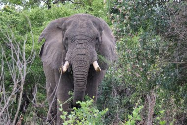 Kwa-ZuluNatal, Güney Afrika 'da bir oyun parkında erkek fil ön görünümü