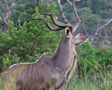 Büyük Kudu erkeklerinin yan profili