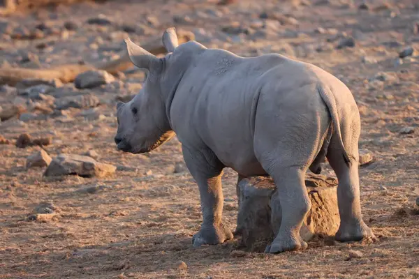 Beyaz gergedan Güney Afrika 'da bir oyun parkında.