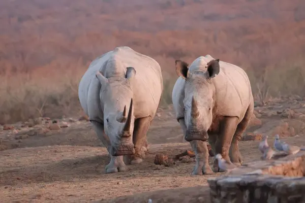 Güney Afrika 'daki bir oyun parkında toprak yolda iki beyaz gergedan.