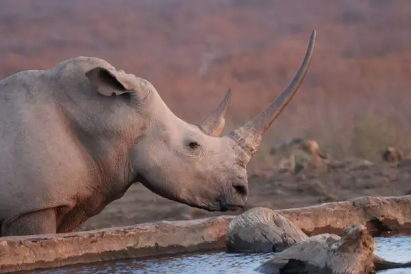 Güney Afrika 'daki Madikwe Oyun Rezervi' nde bir su birikintisinde beyaz gergedan.