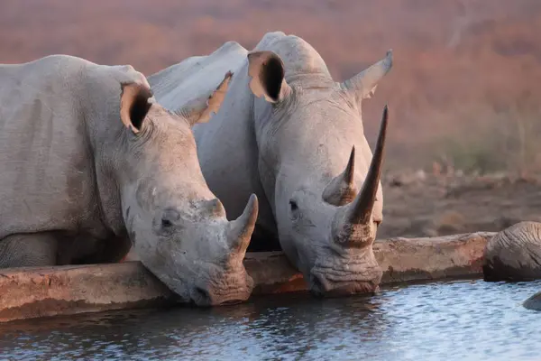 Güney Afrika 'daki Madikwe Oyun Rezervi' ndeki su birikintisinde iki beyaz gergedan.