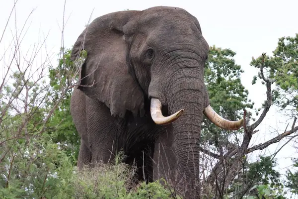 Güney Afrika 'da çalılıklarda yürüyen erkek fil.