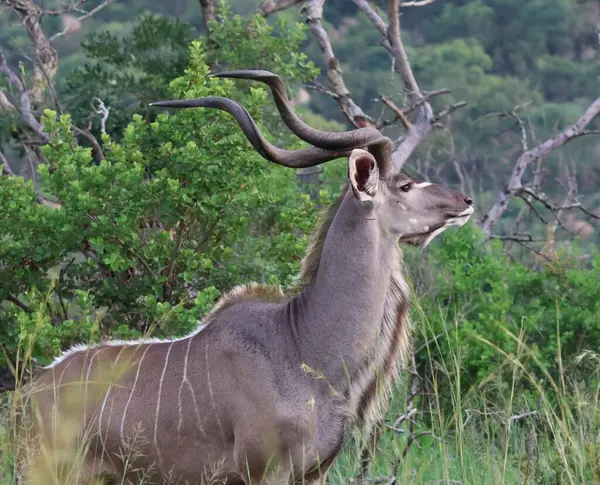 Büyük Kudu erkeklerinin yan profili