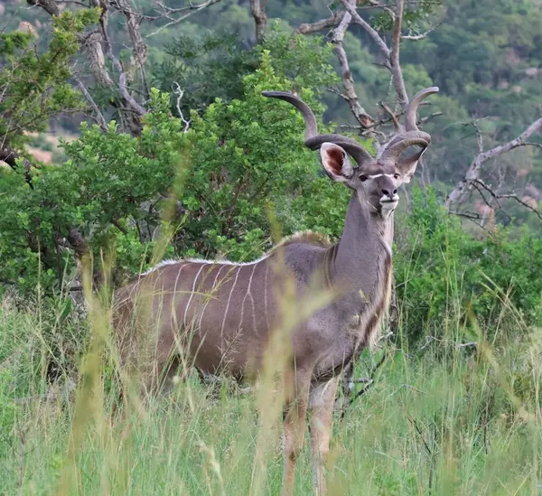 Kwa-ZuluNatal, Güney Afrika 'da Erkek Büyük Kudu oyun rezervinde