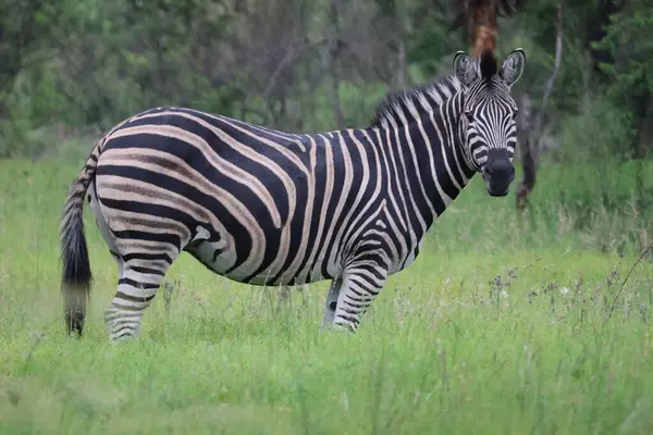 Kwa-Zulu Natal, Güney Afrika 'da yeşil çayırdaki zebra